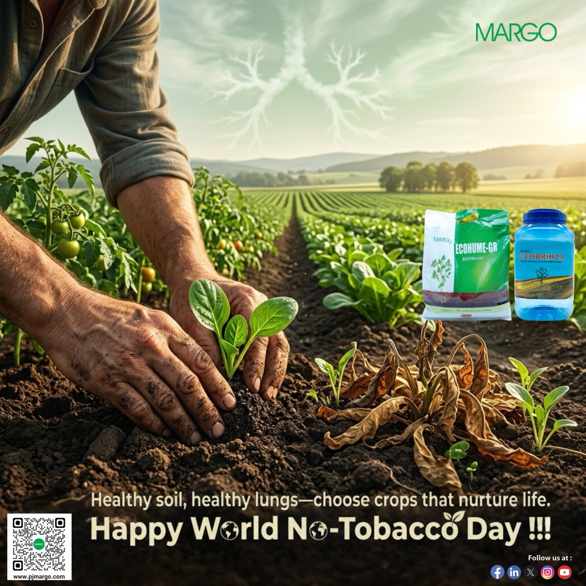 PJMARGOBIO's tweet photo. From soil to society, healthy crops build healthier lives. 🌱🌍🚭
#WorldNoTobaccoDay #GrowHealth #AgriImpact #HealthyPlanet
#MargoBiocontrols #PJMargo #MARGO https://t.co/K901x96IwB