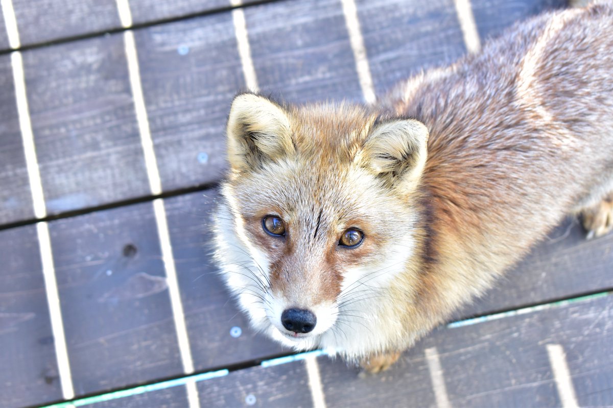 Cheng-Ren🦊🐺 (@chengren21) / Posts / X