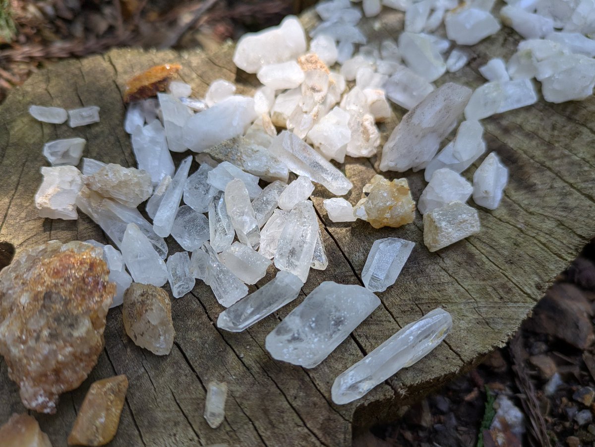 まとめて水晶5枚✖️10,000円‼️ 切株に大量の水晶が転がっている😲😲😲 先日訪れた山、休憩していたら
