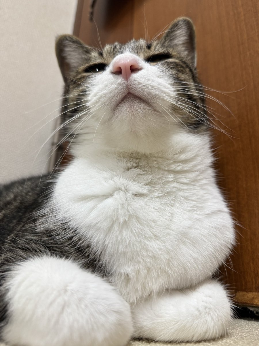 ぎんのねこ (@ginnonekoch) / Posts / X