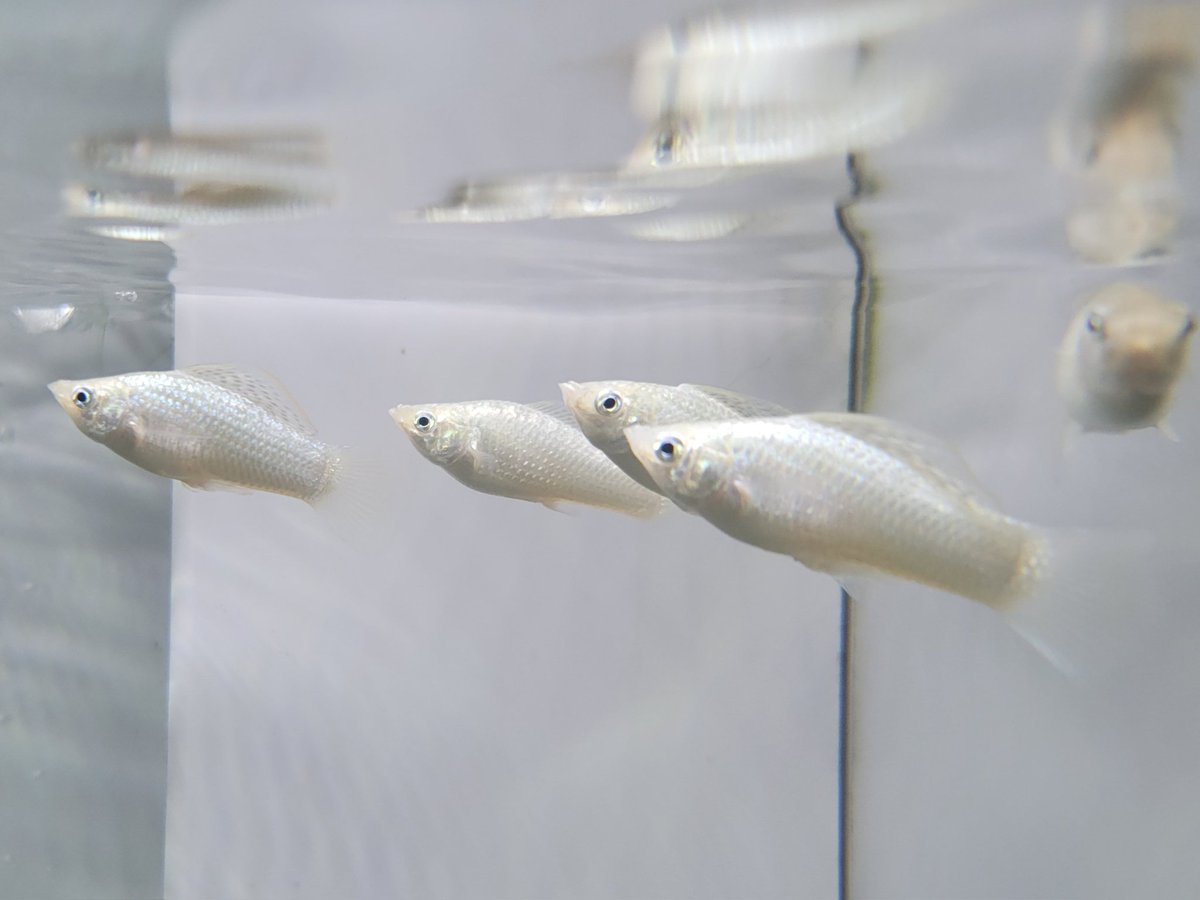minatotropical's tweet photo. ・レッドファントムルブラ
大磯なので発色微妙ですが飼い込めば綺麗にな　　ると思います。
・ソードテールサンライズハイフィン
・シルバーフライングフォックス“ゴールデン”
コケ掃除君もこだわりたい方に…！
・シルバーセルフィンモーリー

#みなとアクア https://t.co/7zCiwLZoYa