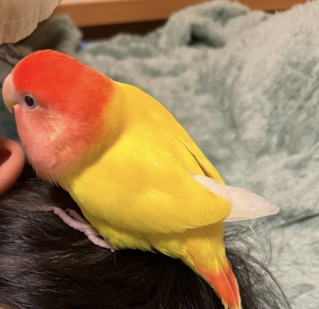 pain-mama 🐥迷子捜索中 tweet media