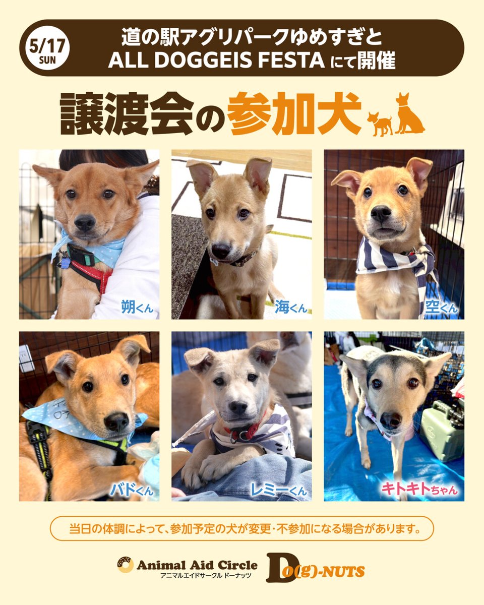 子犬のへや tweet media
