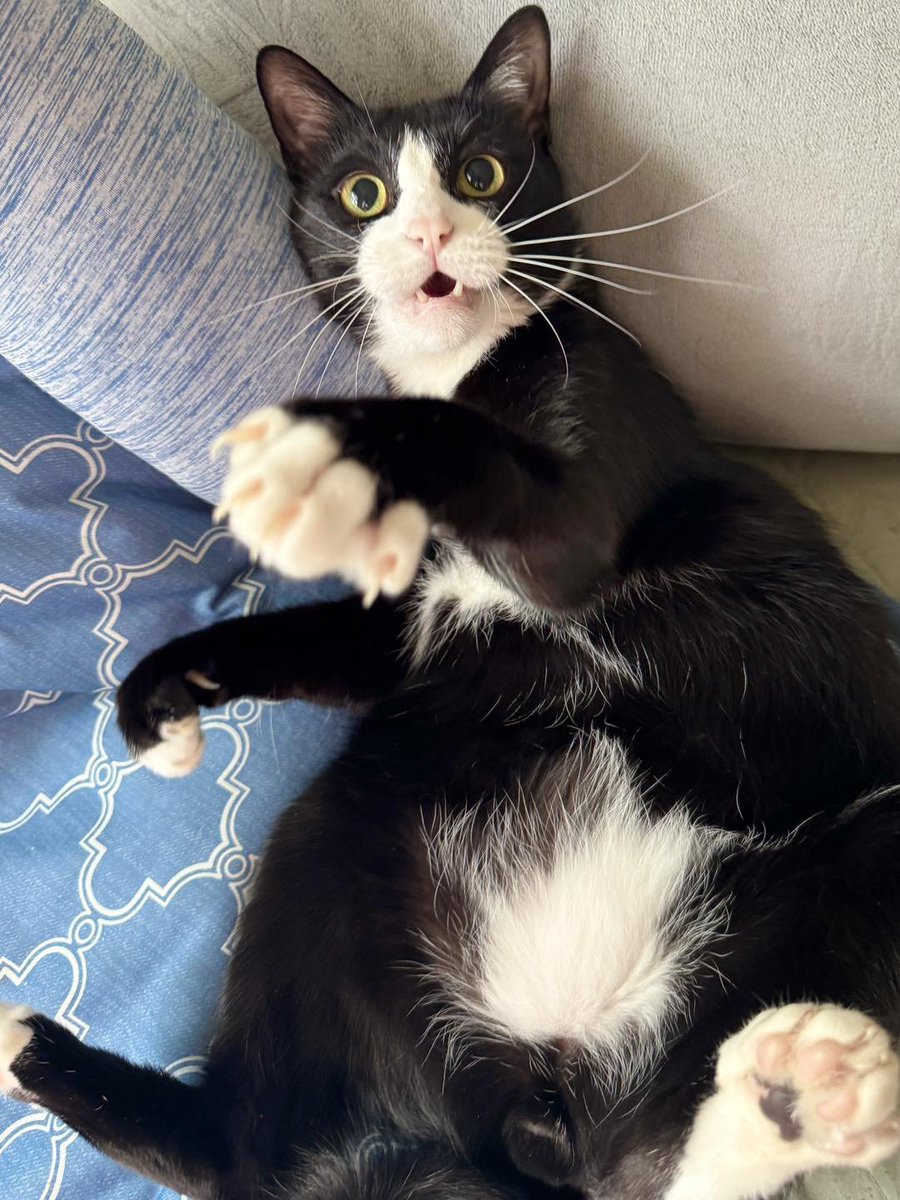 translated cats tweet media