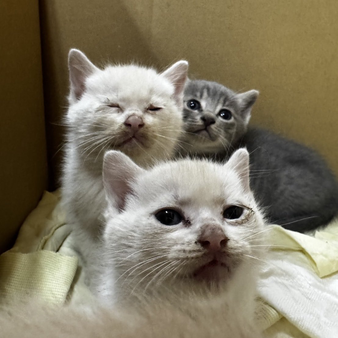 もふねこ tweet media