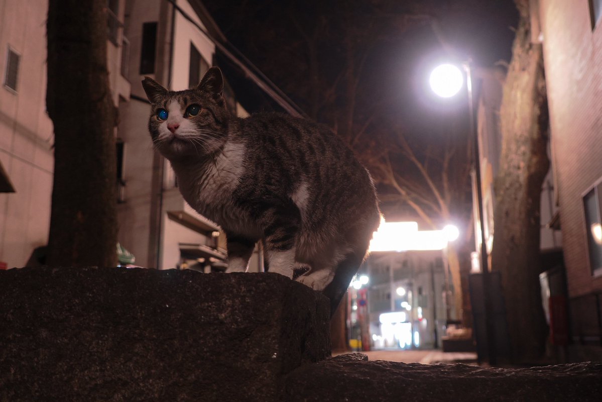 吉田優 TOKYO STREET ON CAT tweet media
