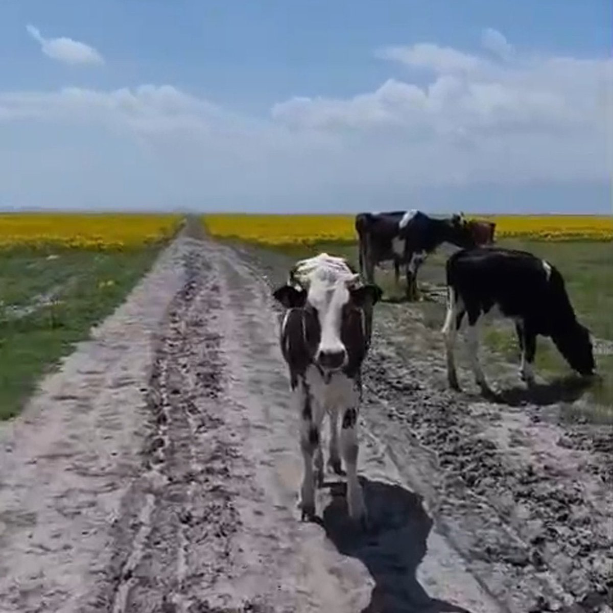 Asayiş Berkemal tweet media