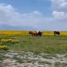 Asayiş Berkemal tweet media