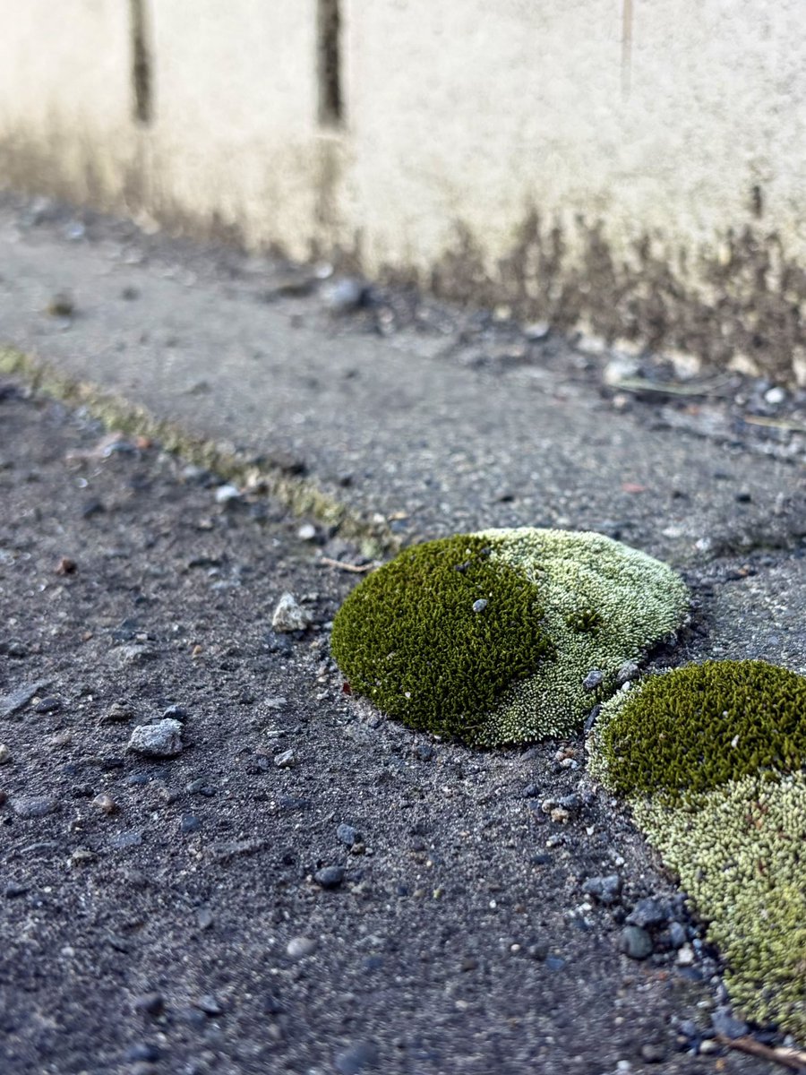 Moss Country tweet media