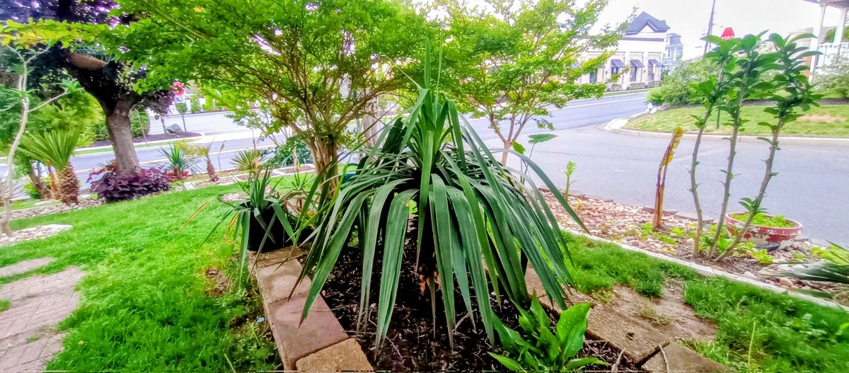 🌴The Gardener🌴 tweet media