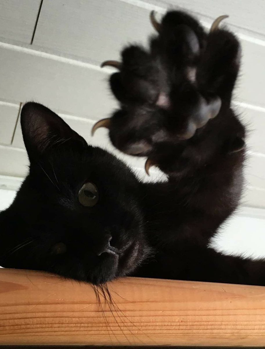 joekit as cats 🐱 tweet media