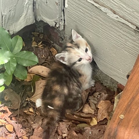 jonryanedge's tweet photo. @htmx_org training a litter of new recruits to help https://t.co/ih3G8r1Ufk