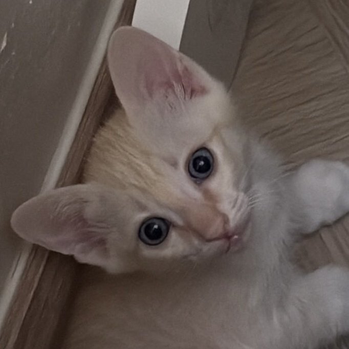 ~NUNE~🤍💙😺🌈 tweet media