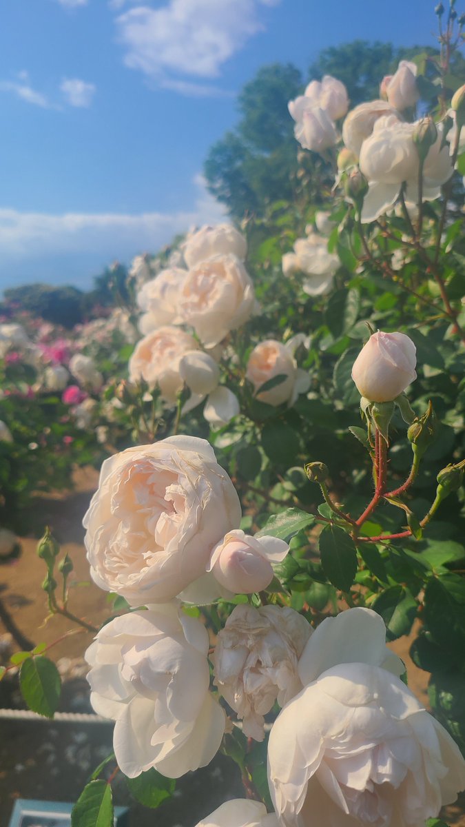 蜜 🐝 tweet media