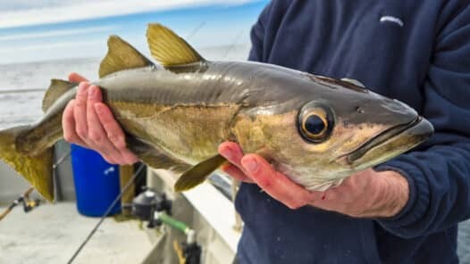 InlandFisherIE's tweet photo. 🆕 A daily bag-limit of three pollock per angler is being introduced.

♻️ The conservation measure supports the long-term sustainability of fish stock for this species.

📆 The bag limit applies from June 1st.

More information: https://t.co/43GBy339JM https://t.co/UKAFunlPnE