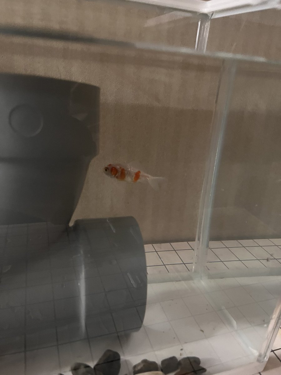 金魚救い tweet media