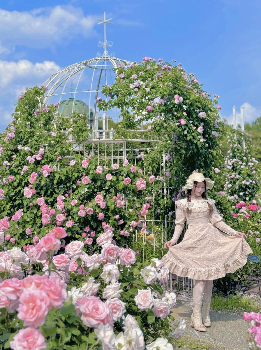 S___bucky's tweet photo. 薔薇が満開で素敵でした🌹

可愛く撮影してくれてありがとう〜 Photo by @cos_aki https://t.co/I8JwkLXHde