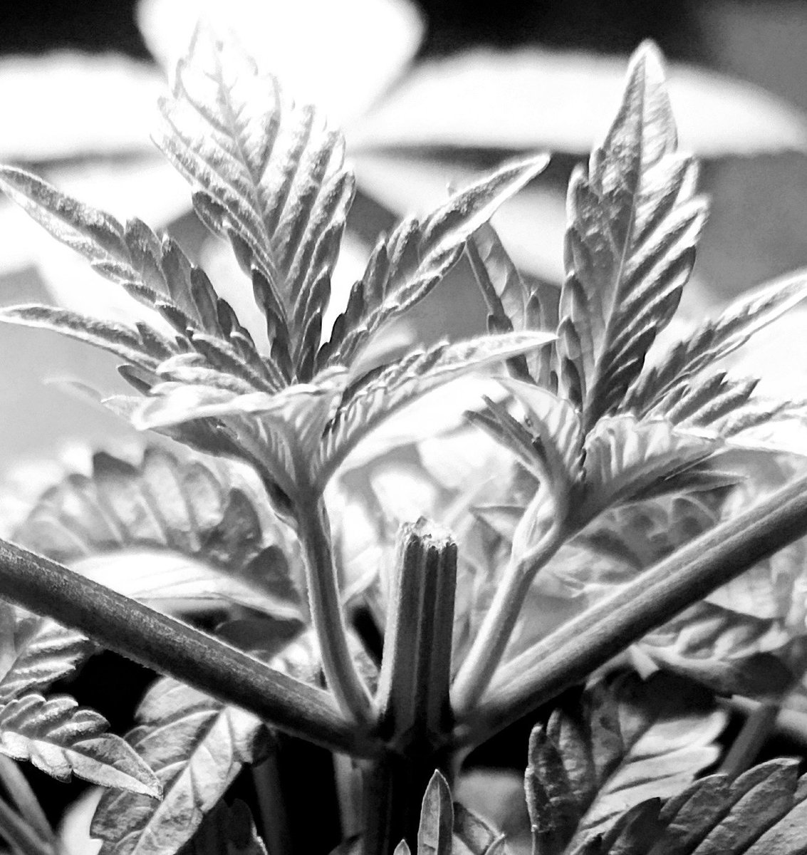 Mr B. 🇨🇦🌱🌿4:20 tweet media