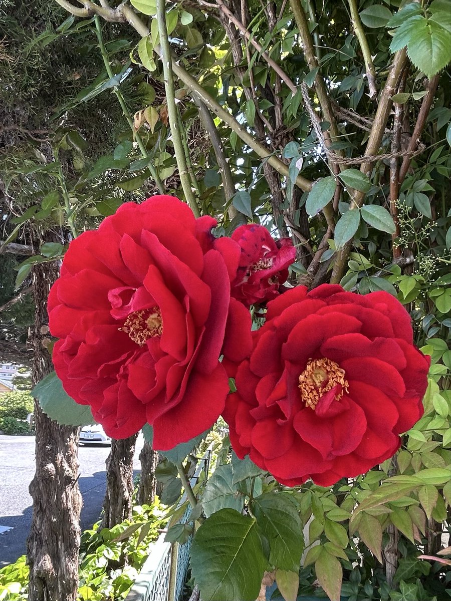 chamomil_325's tweet photo. 今日も1日お疲れ様でした🍀
明日も穏やかに過ごせますように🌹

お散歩🚶‍♀️で出会った🌸🌹☺️💕 https://t.co/PwNZ3umUvR