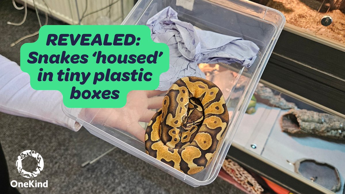 onekindtweet's tweet photo. Small plastic boxes are considered as acceptable housing for snakes.

Wild animals don’t belong in plastic tubs ❌

Sign our petition to call on the Scottish Government to introduce a permitted list of animals that CAN be kept as pets ➡️ https://t.co/AkVE87R3F5 https://t.co/jK1vBRGsBu