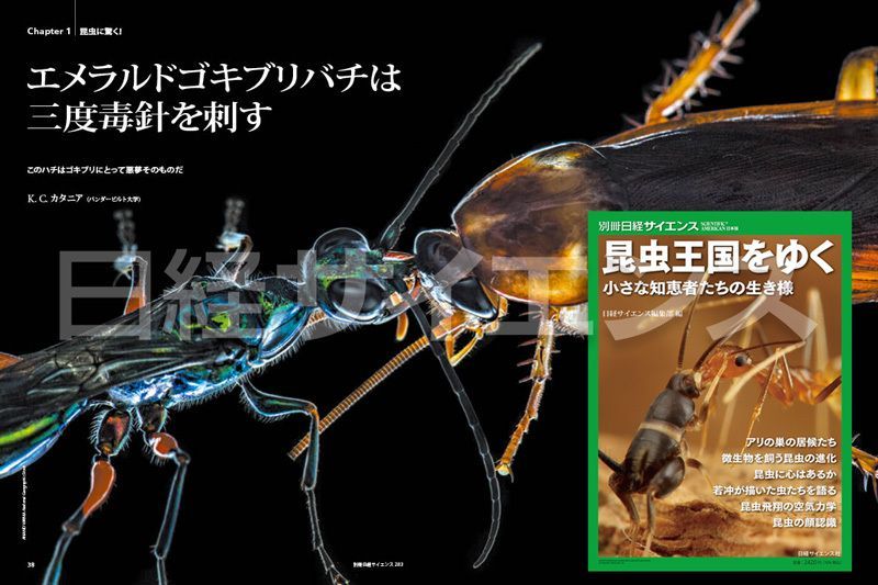 エメラルドゴキブリバチは三度毒針を刺す」 このハチはゴキブリ
