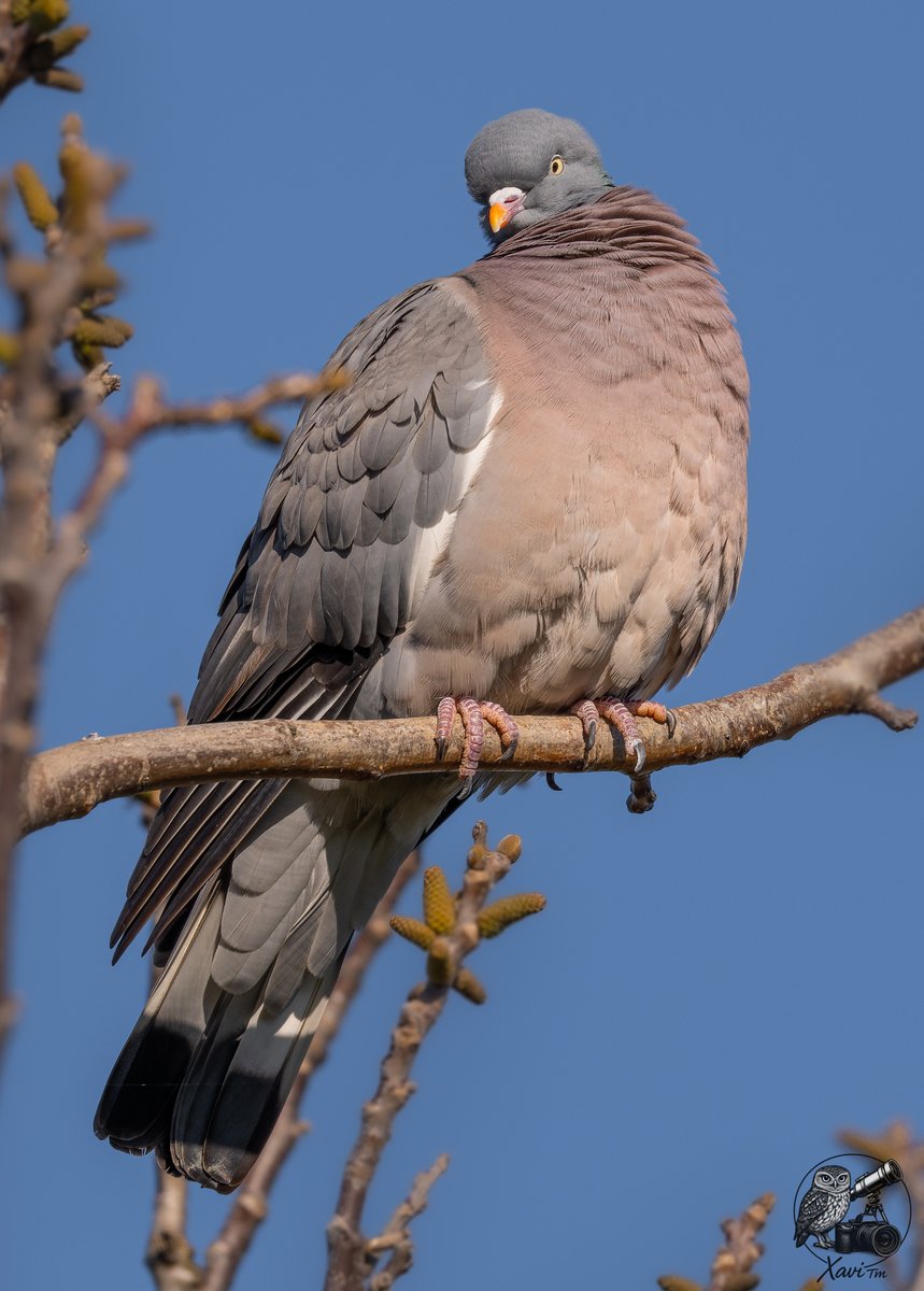 Xavi__TM's tweet photo. CAT / Tudó
ESP / Paloma torcaz
GAL / Pombo torcaz
EUS / Pagausoa
ENG / Common Wood Pigeon
(Columba palumbus) https://t.co/81SkmpsvUz