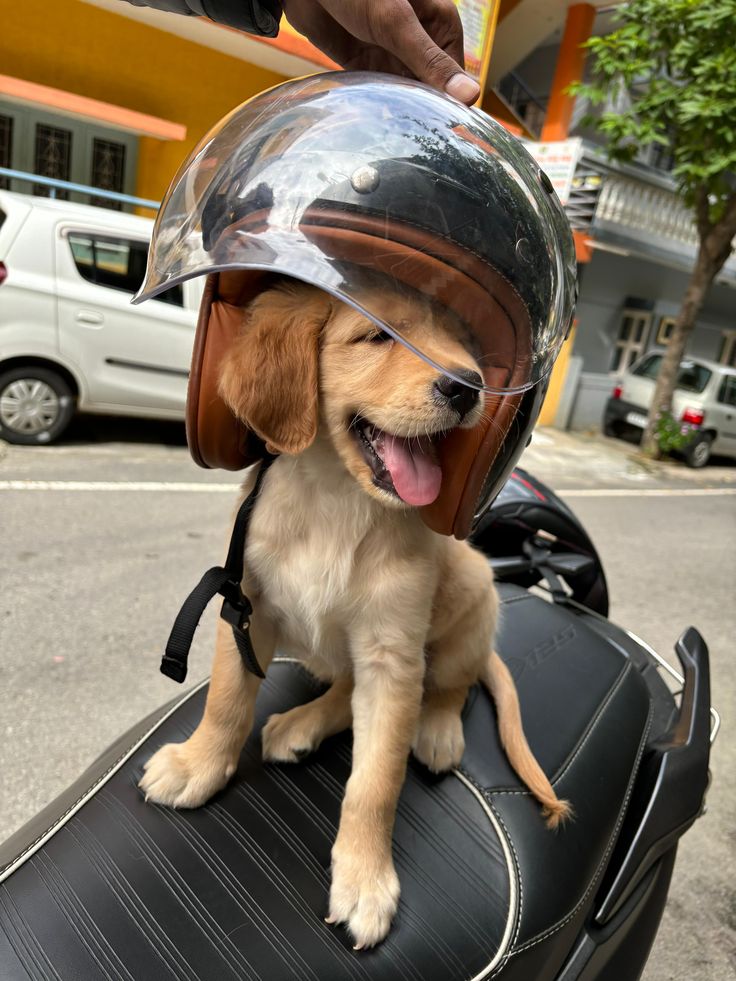 puppies video tweet media