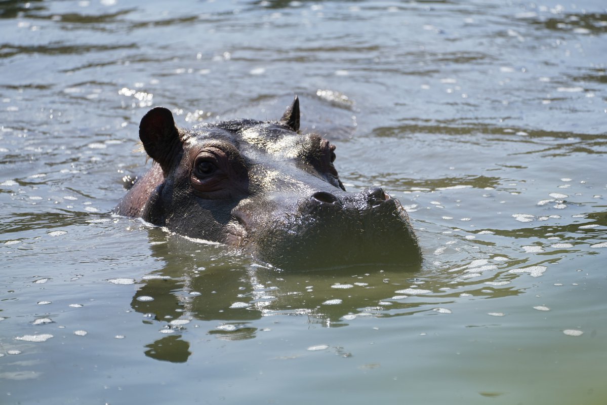 Longleat tweet media