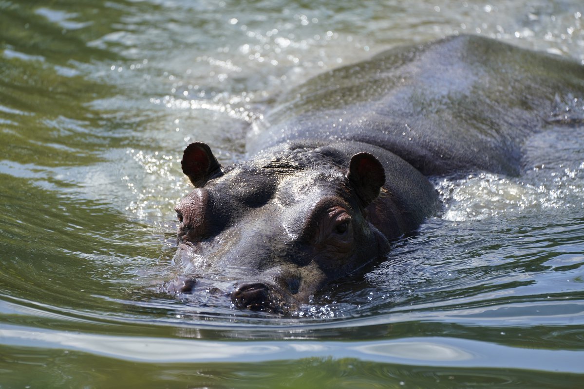 Longleat tweet media