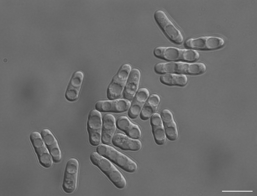 Biology Open tweet media