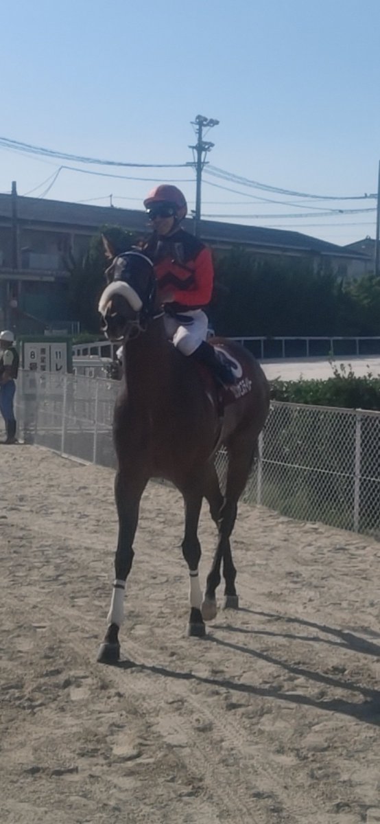 サンスポZBAT!地方競馬(サンケイスポーツ) tweet media
