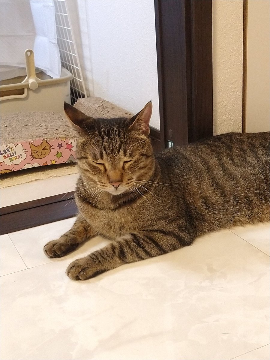 ゴン太 tweet media