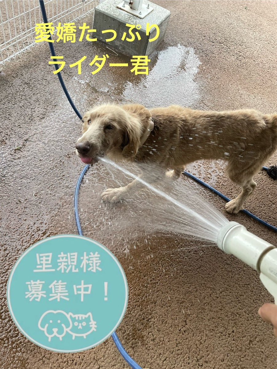 petfelice保護犬猫シェルター大宮見沼店 tweet media