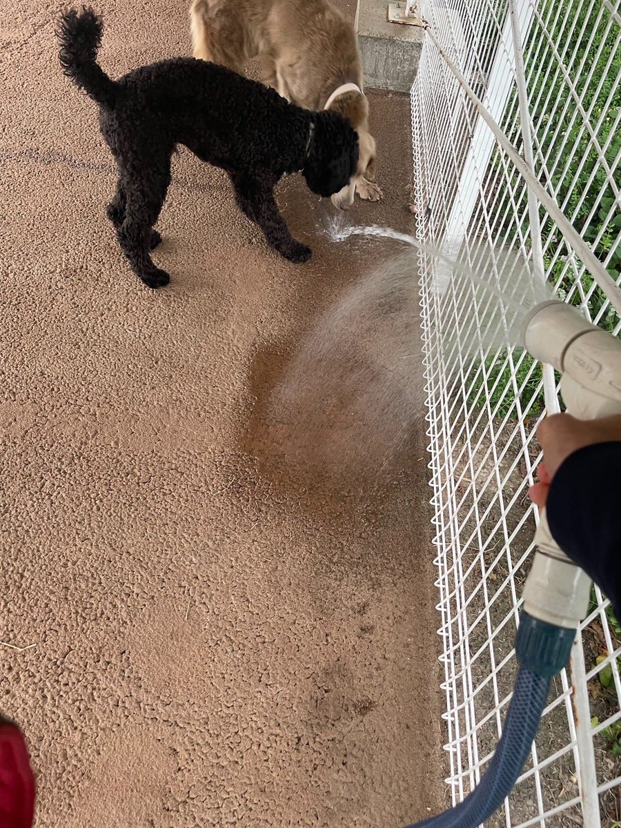 petfelice保護犬猫シェルター大宮見沼店 tweet media