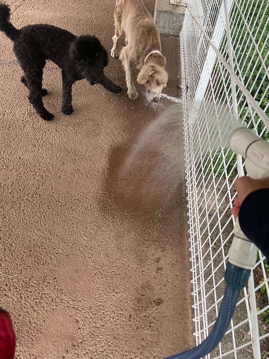 petfelice保護犬猫シェルター大宮見沼店 tweet media