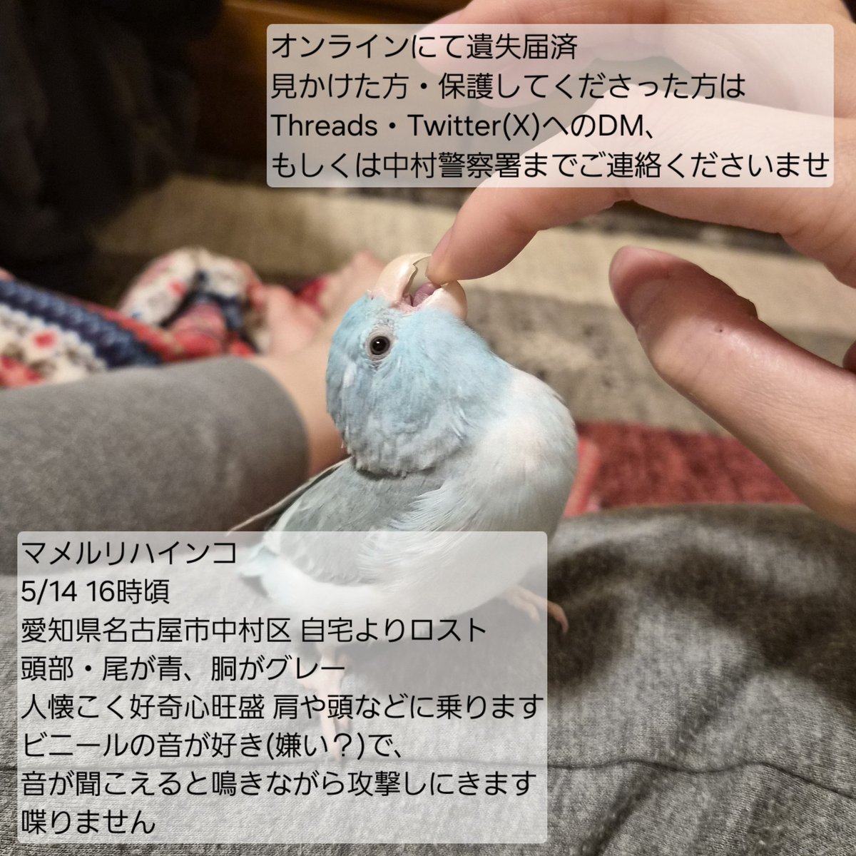もちごめ tweet media