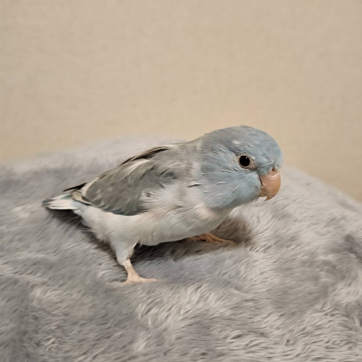 もちごめ tweet media