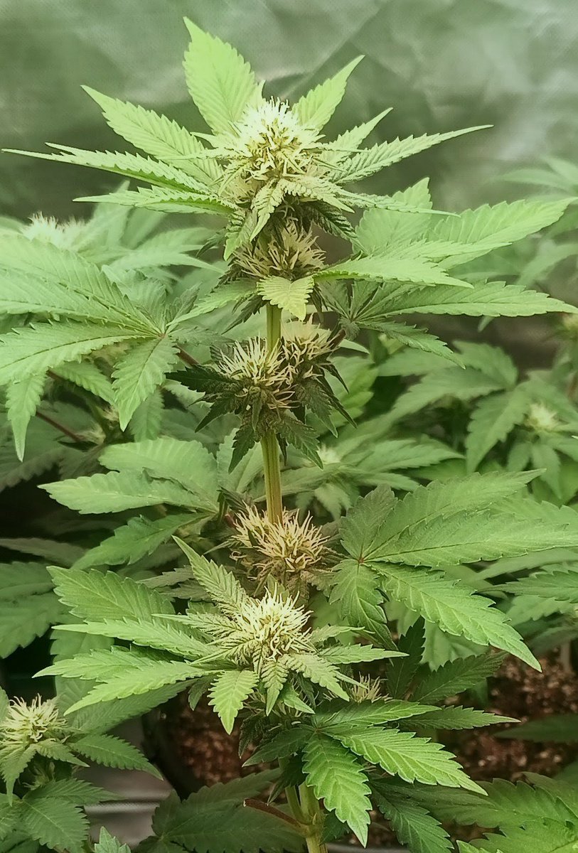 Mr B. 🇨🇦🌱🌿4:20 tweet media