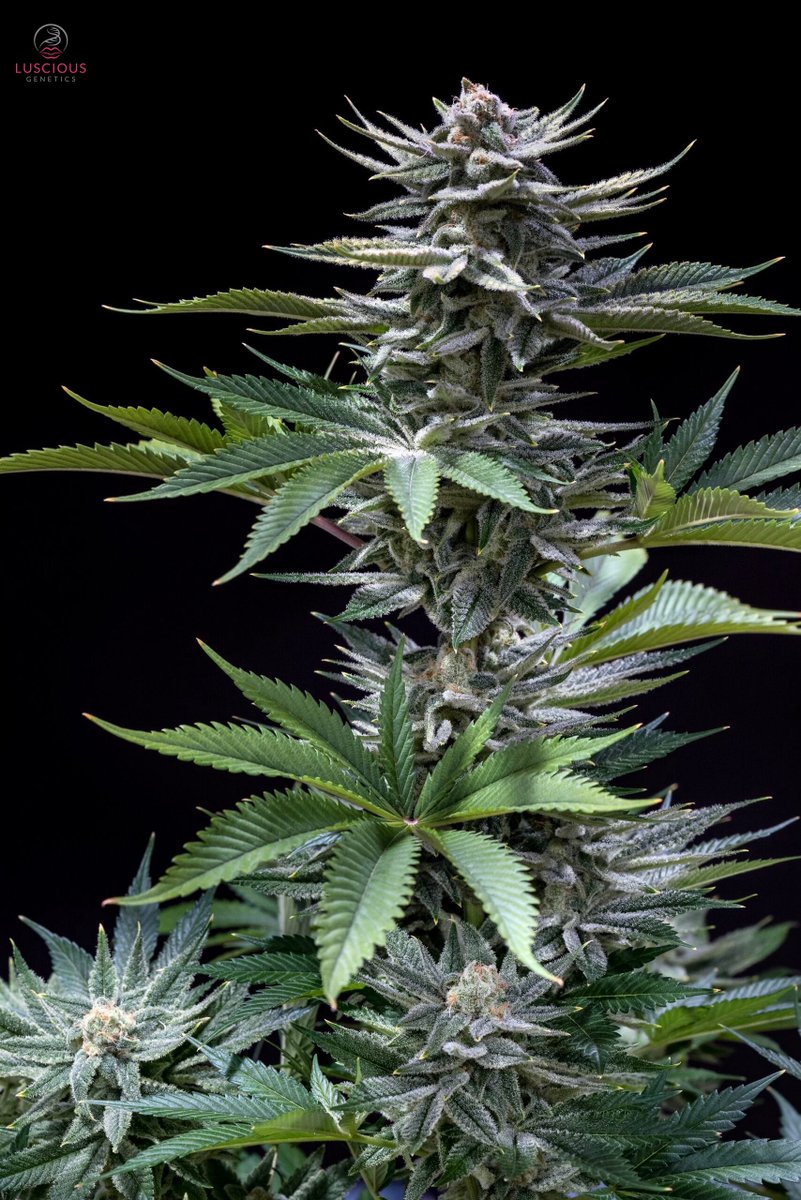 Luscious Genetics tweet media