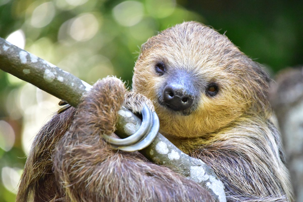 ナマケモノ（プロフ必読!!）様用です¨*•.¸♬︎ ナマケモノ研究所(The sloth research center)🦥 (@sametyphoon