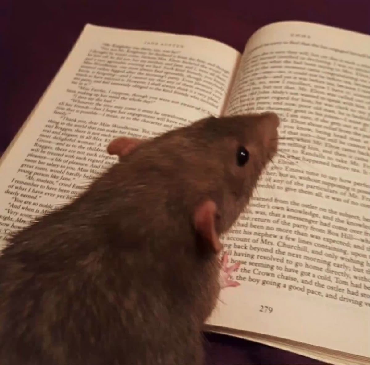 Rat 🎀 tweet media