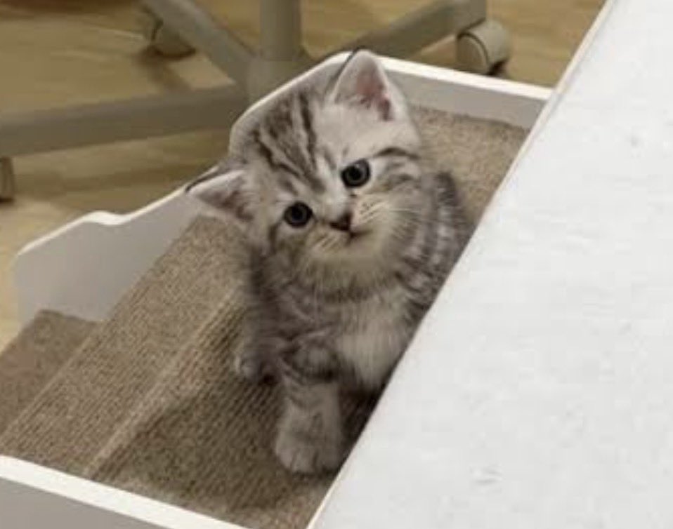 มอลอ ෆ˙ᵕ˙ෆ tweet media