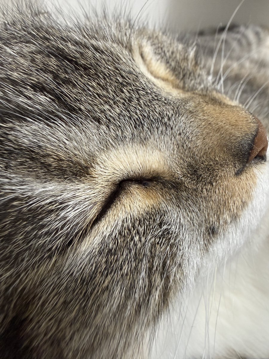 ねこぞー (@nekozo_cat) / Posts / X
