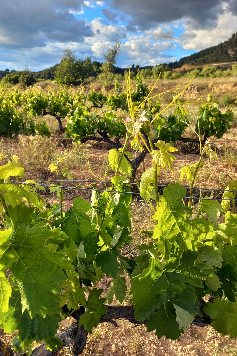 HoyaDelCastillo's tweet photo. Parcela Los Cerraos, a 820m de altitud. Tempranillo del #AltoTuria que da vida a nuestros tinto joven y Hoya del Castillo Reserva. Dos vinos con una misma esencia: fruta roja y frescura de montaña 🍇🍷
#BodegasPoloMonleón @VinosDOValencia  https://t.co/VdsxNueP9c 🥂 https://t.co/nJRp8QMDHm