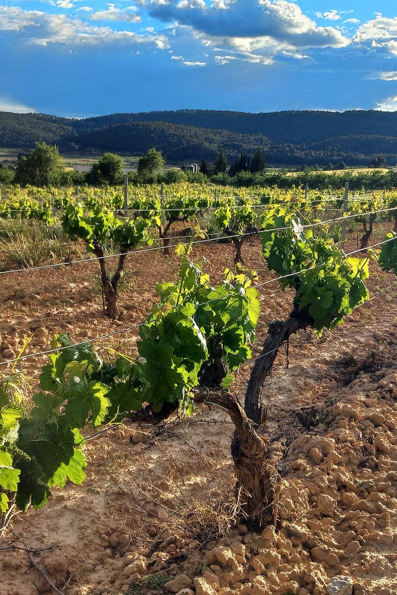 HoyaDelCastillo's tweet photo. Parcela Los Cerraos, a 820m de altitud. Tempranillo del #AltoTuria que da vida a nuestros tinto joven y Hoya del Castillo Reserva. Dos vinos con una misma esencia: fruta roja y frescura de montaña 🍇🍷
#BodegasPoloMonleón @VinosDOValencia  https://t.co/VdsxNueP9c 🥂 https://t.co/nJRp8QMDHm