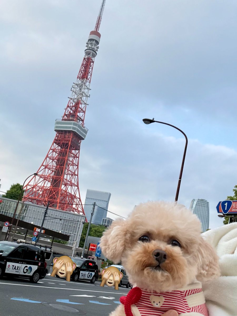 chocoperoro's tweet photo. 今日こそリベンジ散歩🐾
曇ってたけど逆にちょうど良い気温🙆🏻‍♂️

#犬のいる暮らし #いぬすたぐらむ #doglife #poodle #東京タワー https://t.co/yYirZScRXl