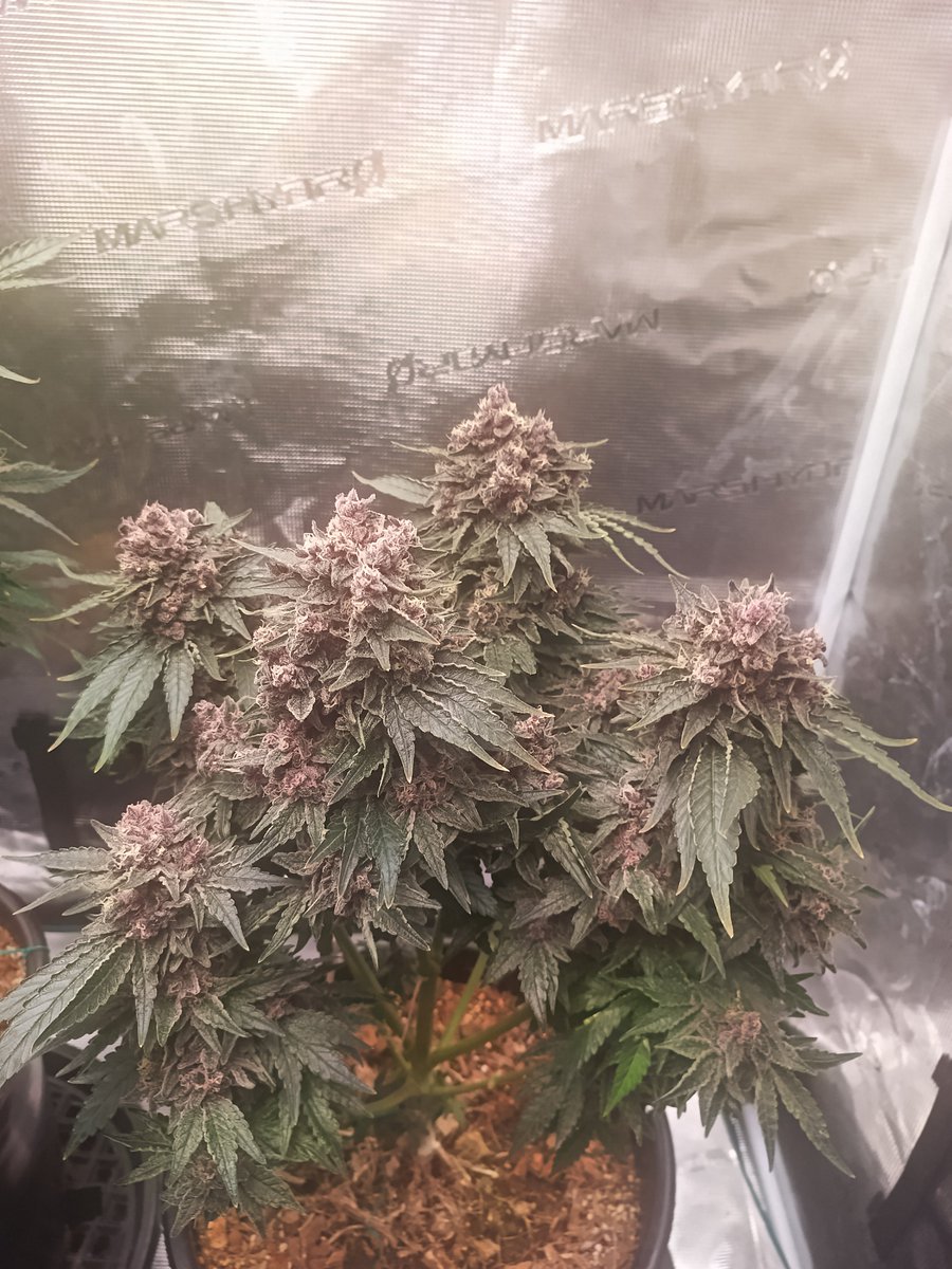 Mr B. 🇨🇦🌱🌿4:20 tweet media