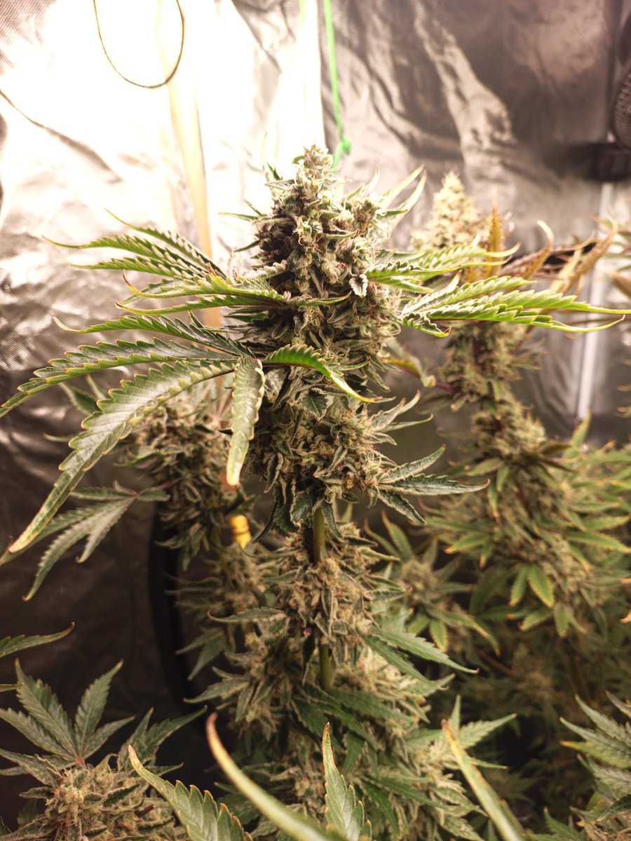 Mr B. 🇨🇦🌱🌿4:20 tweet media