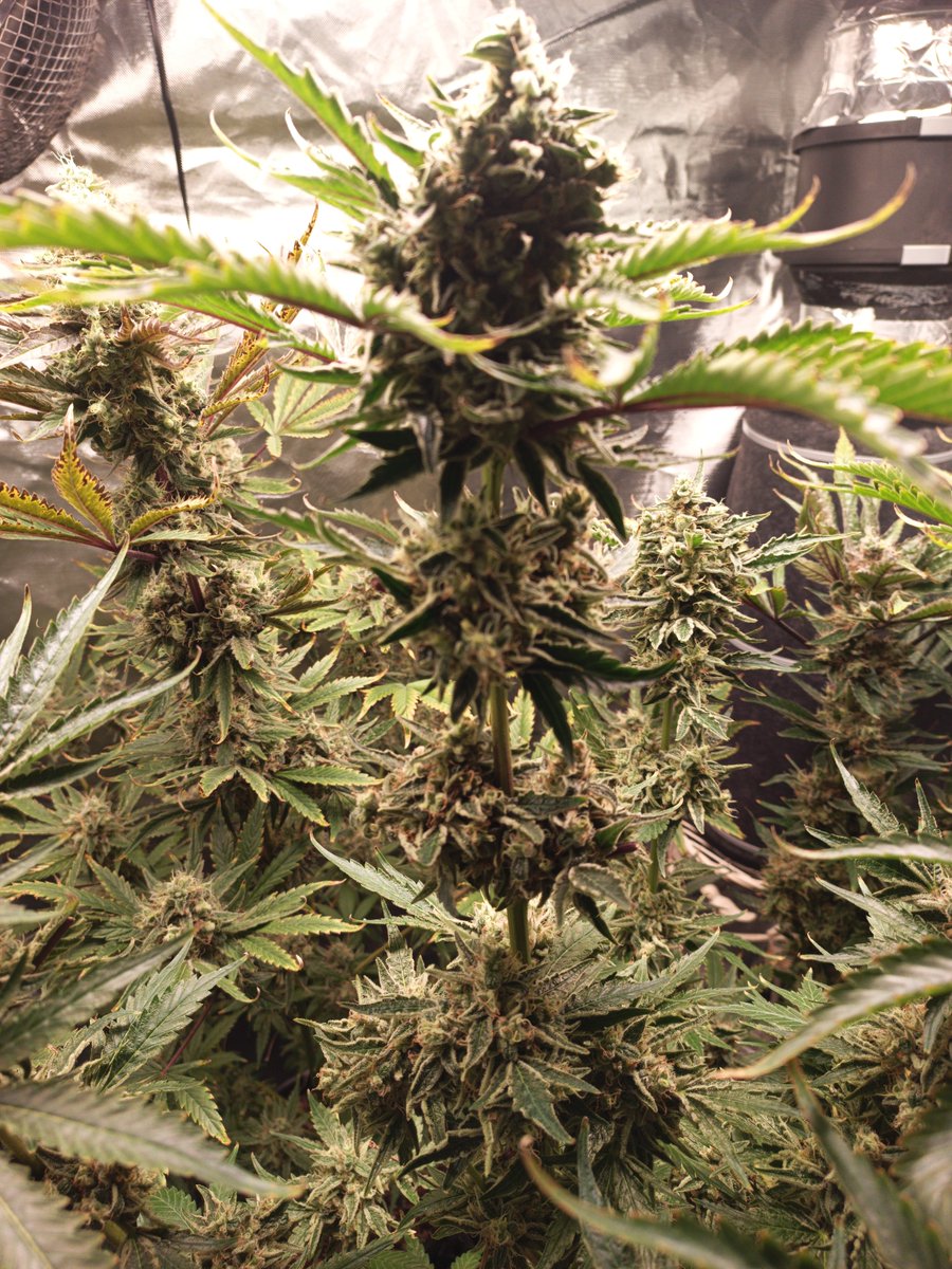 Mr B. 🇨🇦🌱🌿4:20 tweet media