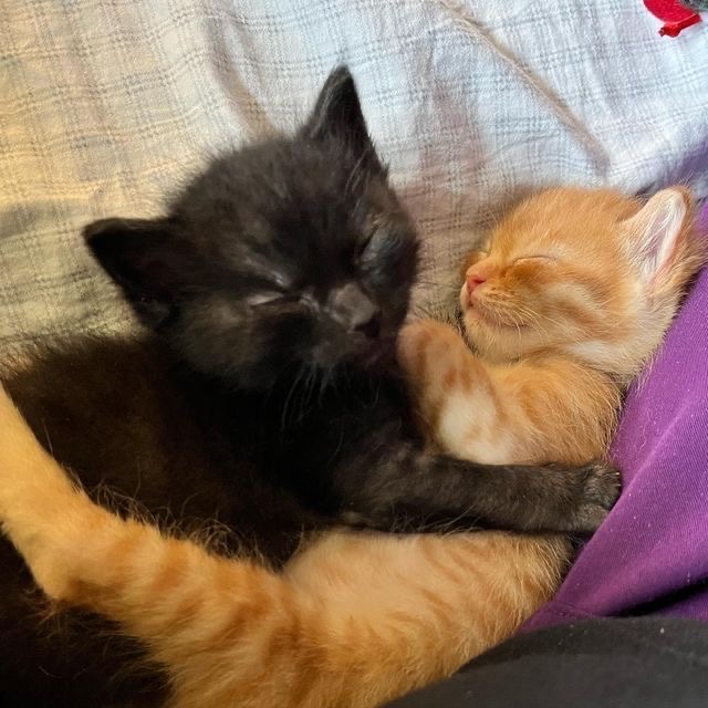 daily cats ♡ tweet media